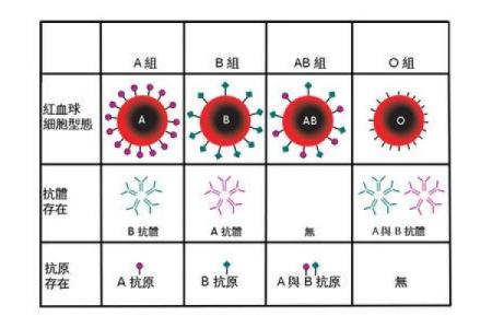 血型人忐忑的约会表现
