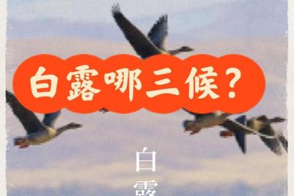 白露这一天有什么民俗-