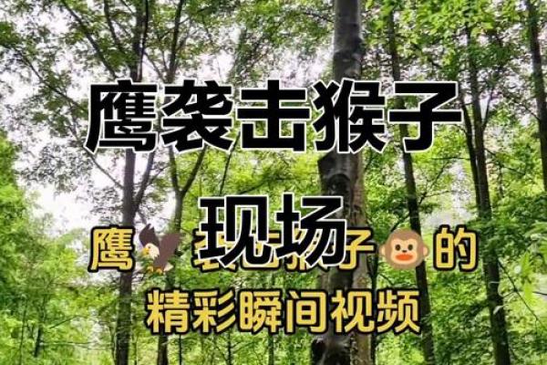 猴跟鹰风水