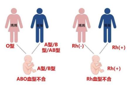 a型血和b型生的孩子是什么血型呢