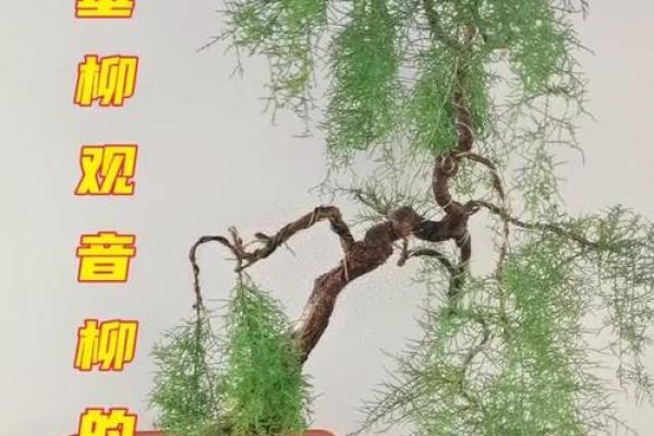 干旱之地观音救打一肖
