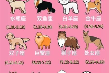 狗配对：十二生肖中，狗座最匹配与不相配的生肖