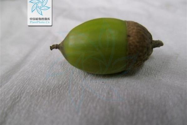栎树百科：品种特征，栽培技巧与养护要点