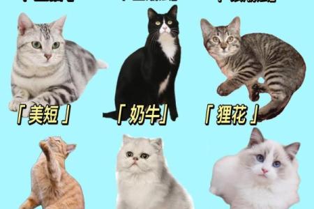 什么房子养猫更好风水好的