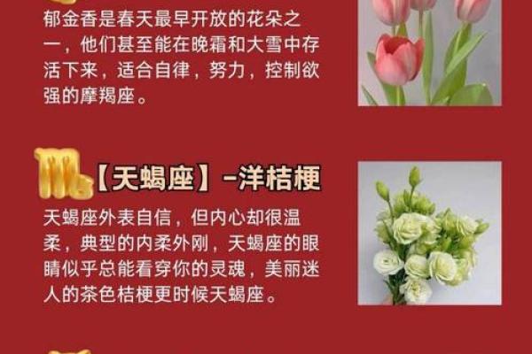 十二星座运势之花