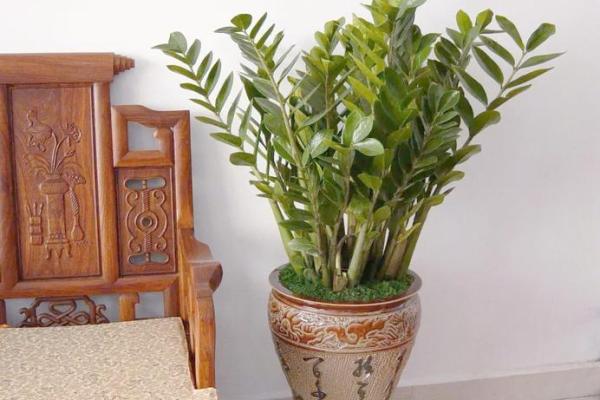 沈阳房子风水植物有哪些