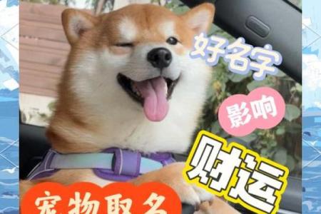 八字看适合动物 适合养宠物的八字
