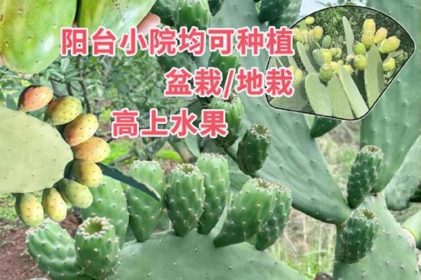 仙人掌的风水作用，仙人掌的风水作用禁忌