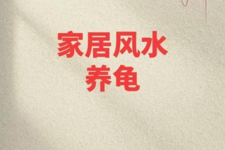 风水化煞龟选哪种如何选择适合自己的？