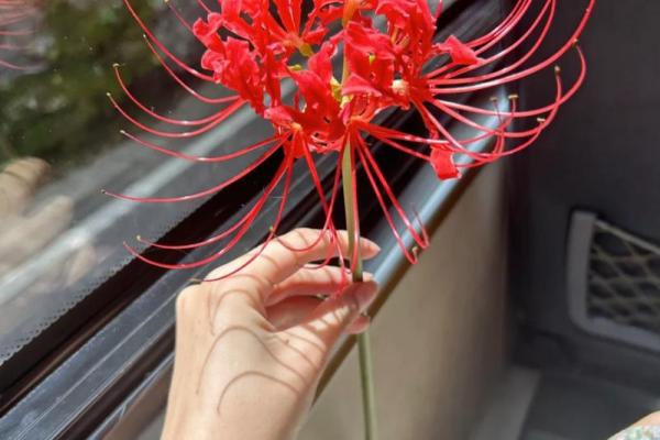 传统风水10种招鬼的花千万不能摆放在家里