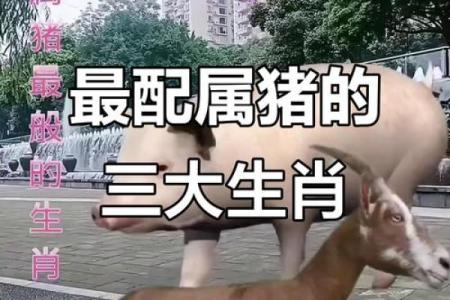 家破人亡的生肖配对在一起