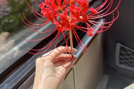 传统风水10种招鬼的花千万不能摆放在家里
