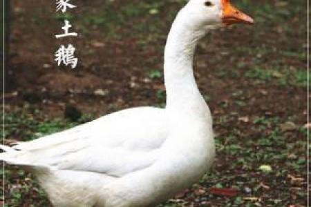 风水房子右边养鸭子好吗