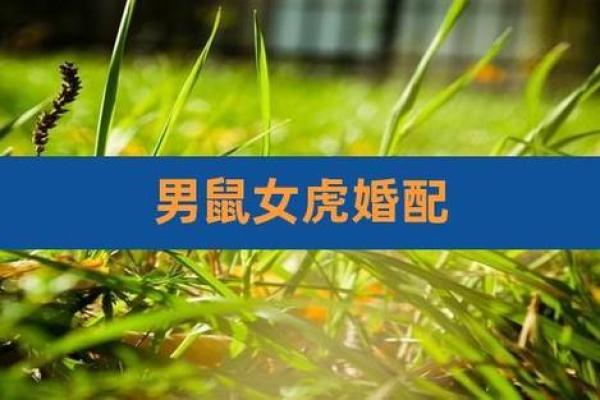 女鼠男虎生肖配对姻缘 属鼠女与属虎男婚姻配对详解