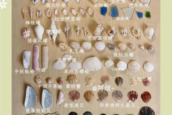 哪种贝壳风水作用