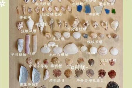 哪种贝壳风水作用