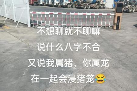 属猪男八字