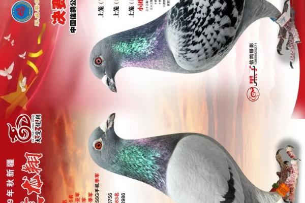 养鸽子与风水家庭和谐的源泉