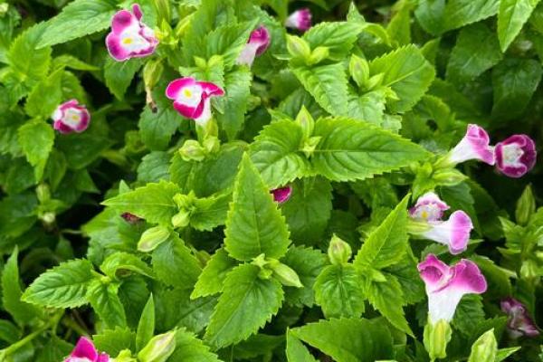 属猪星座的8种幸运花草，你知道几种？