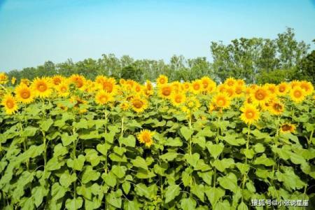 张春凤星座：性格特点、爱情、事业解析大揭秘