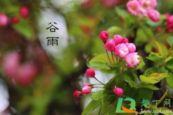 谷雨有什么民俗 谷雨的四言绝句