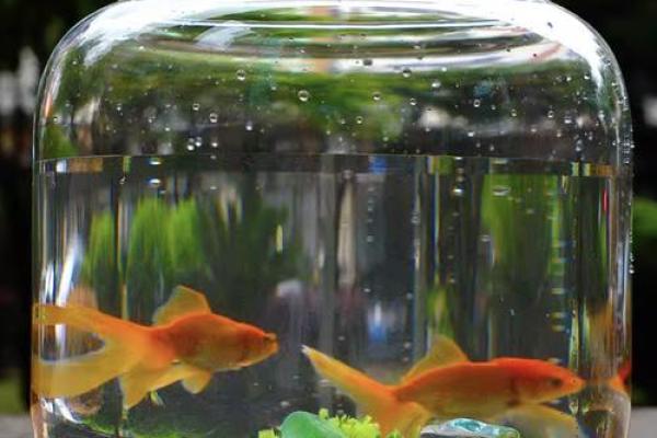 仓房养鱼风水好吗