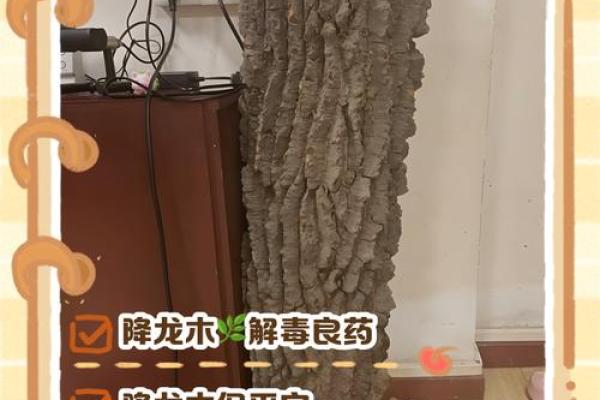降龙木镇宅最佳方位  降龙木辟邪放哪里
