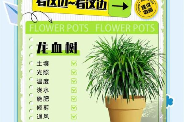 龙血树的寓意与风水作用