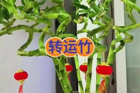 如何避免富贵竹风水禁忌影响财富进入
