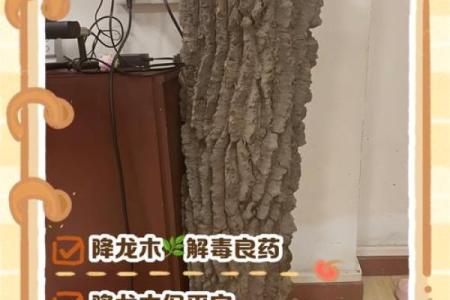 降龙木镇宅最佳方位  降龙木辟邪放哪里