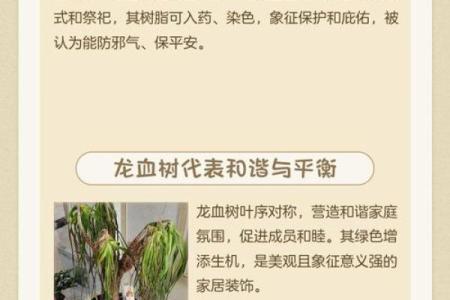 龙血树的寓意与风水作用