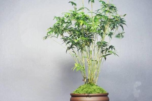 竹子在院子哪个方位好