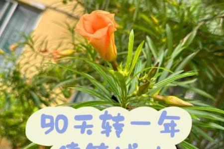 诸葛灵签90签解签