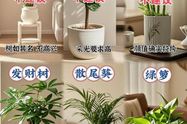 简单的风水改运，绿植摆放指南