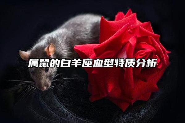 属鼠AB血型的人性格与事业姻缘
