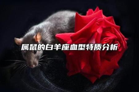 属鼠AB血型的人性格与事业姻缘