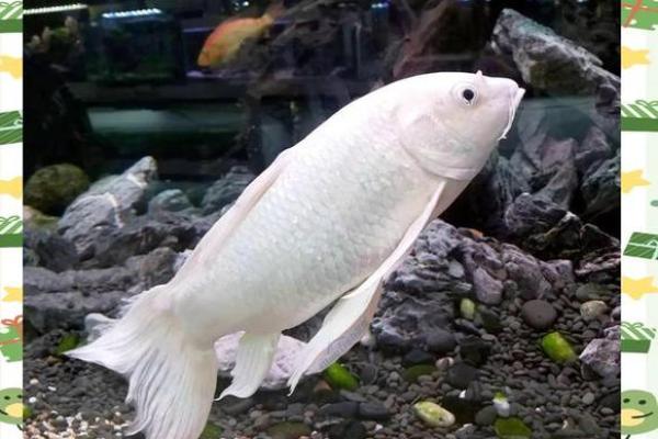 家居风水鱼缸的摆放 风水鱼养几条