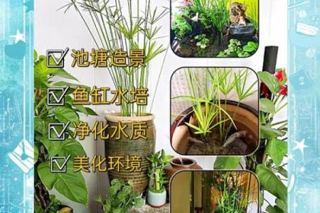 家居生活中风水植物与健康开运