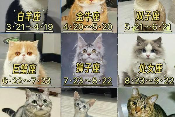 十二星座都适合什么功夫