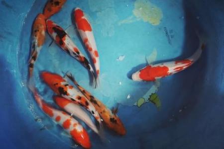 锦鲤鱼混养风水