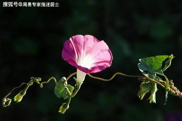 指迷居士算命吧,网络上算命居士可靠吗