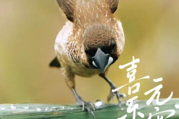 搞笑小鸟算命视频