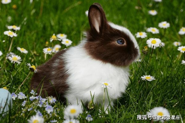 兔鼠今年结婚吉日 属兔鼠年结婚好不好？