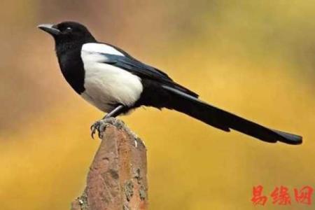 风水家里养喜鹊好吗