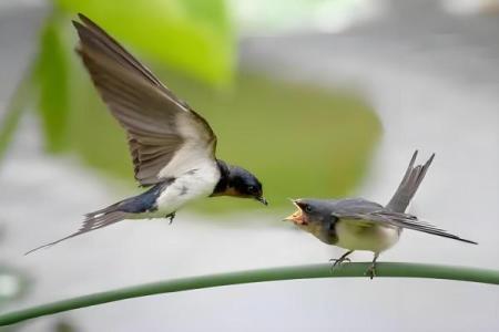 燕子科学风水