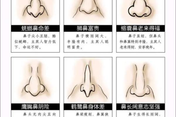 鼻头大的男人面相在风水中有哪些含义