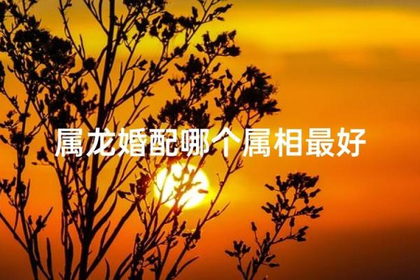 属龙和什么属相最配对 属龙和什么属相相冲