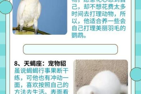 哪种星座的代表动物最好看