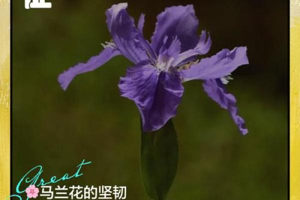 民间故事马兰花算命