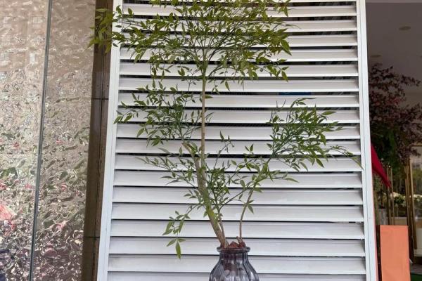 假花放在哪里不会影响家里风水呢